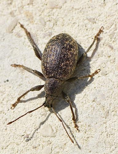 Otiorhynchus aurifer